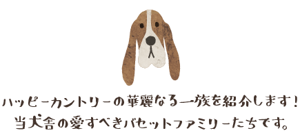 我が犬舎の華麗なるバセット達!!! - ハッピーカントリーバセット