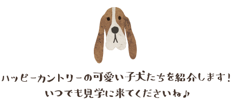 子犬出産情報 ハッピーカントリーバセット