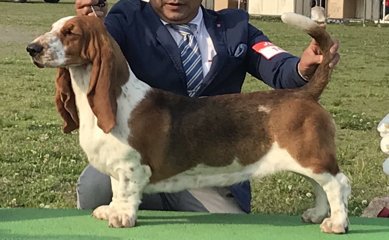 バセットハウンド アンティーク 希少ドッグショー 犬