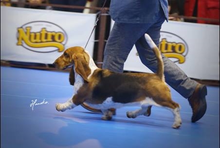 我が犬舎の華麗なるバセット達!!! - ハッピーカントリーバセット